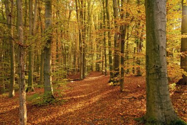 Sarı sonbahar ormanının doğası. Sonbahar mevsiminde orman doğası. Sonbahar ormanlarında mevsimlik doğa ve sarı ağaçlar.