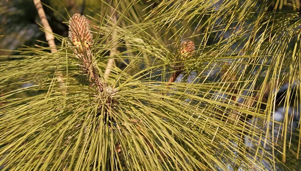 Pine Tree Branch Pinecone Evergreen Needles Natural Background — Stock Photo, Image