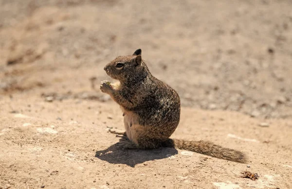 Wild Ground Squirrel Rodent Animal Eating Sitting Rocky Soil — Stockfoto