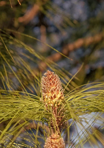 Pine Cone Evergreen Pinetree Needles Natural Background — 스톡 사진