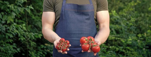 Cropped View Man Greengrocer Tomato Bunch —  Fotos de Stock