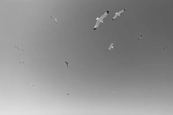 Σμήνη Γλάρων Θαλασσοπούλια Που Πετούν Στον Γαλάζιο Ουρανό — Φωτογραφία Αρχείου