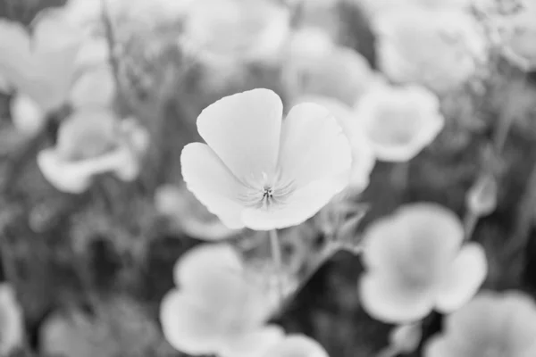 Turuncu Eschscholzia Çiçeğinin Makrosu Bahar Çiçekleri Doğal Arkaplanda — Stok fotoğraf