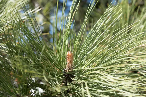 파이어 트리의 소나무 자연에서 잣나무의 Pinecone 소나무 매크로 에버그린 파이어의 — 스톡 사진