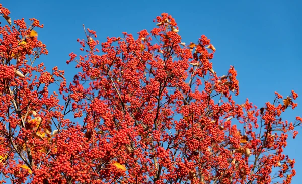 Bright Red Autumn Rowanberry Branch Red Autumn Rowanberry Autumn Season — Stock Photo, Image