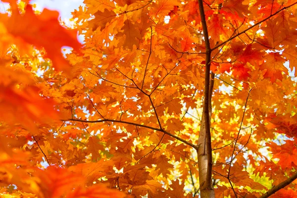 orange oak autumn leaves on branch. oak autumn leaves. autumn season with oak leaves.