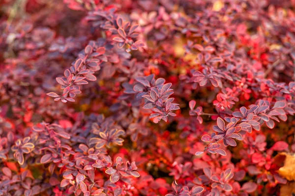 Kırmızı, böğürtlenin doğal arka planını bırakır. Merhaba sonbahar..