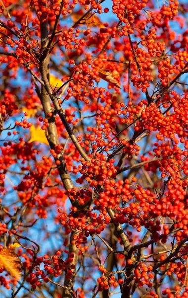 Red Fall Rowanberry Branches Red Fall Rowanberry Fall Season Red — Stock Photo, Image