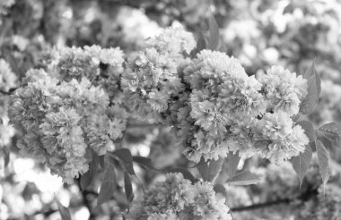 pink japanese cherry flower on bloom spring tree.