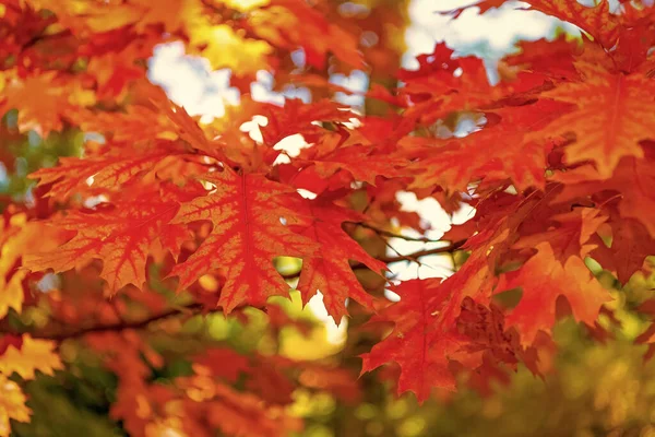 beautiful oak autumn leaves on tree. selective focus of oak autumn leaves. autumn season with oak leaves.