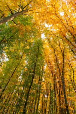 Sonbahar ormanlarının düşük görünümü. Sonbahar mevsiminde orman doğası. Sonbahar ormanlarında mevsimlik doğa.