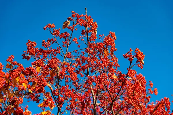 Red Fall Rowanberry Branch Natural Red Fall Rowanberry Fall Season — Stock Photo, Image