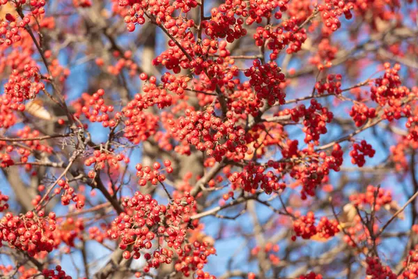 Branch Rowan Berries Nature Background — Stock Photo, Image