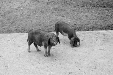 Black domestic Meishan pigs swines at swinery.