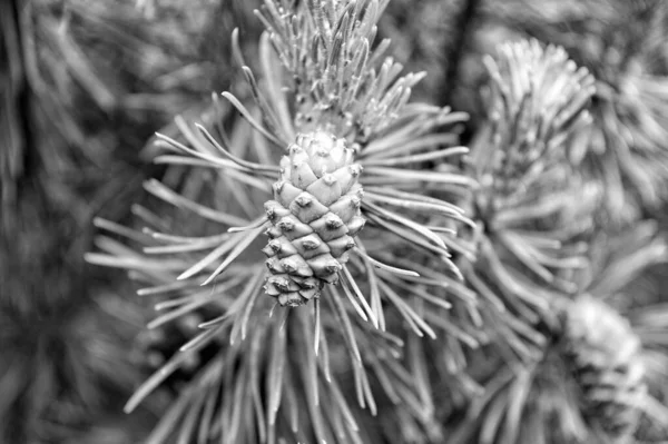 Conifer Pinecone Needles Coniferous Pine Tree — Stock Photo, Image