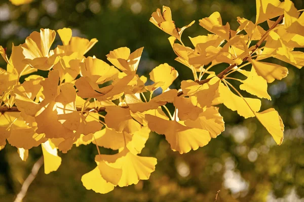 Žluté Ginkgo Podzimní Listy Větvi Žluté Podzimní Listy Podzimní Sezóna — Stock fotografie