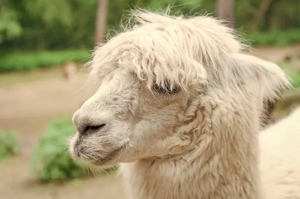 Muzzle White Lama Glama Lamoid Animal Outdoors — 图库照片