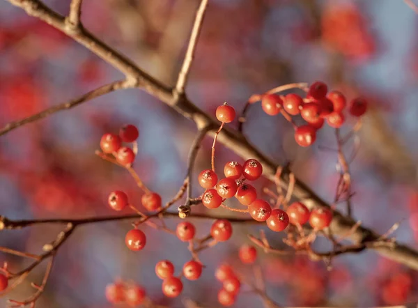 枝条和天空背景上有红色浆果 有选择的焦点 — 图库照片