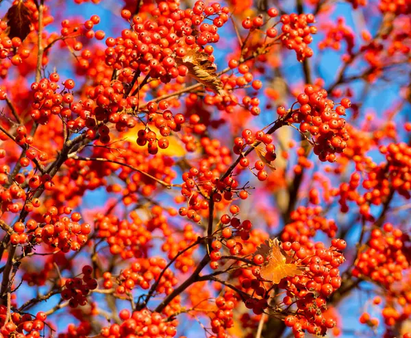orange autumn rowanberry branch. orange autumn rowanberry. autumn season with orange rowanberry.