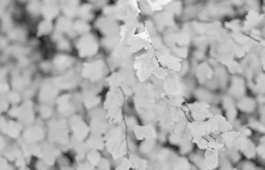 Sarı sonbahar yaprakları. Sarı sonbahar yapraklarının seçici odak noktası. Sonbahar mevsimi yapraklı doğa.