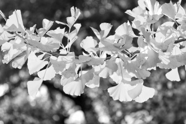 Sarı ginkgo yaprakları dalın üzerine dökülür. Sarı yapraklar. Sarı yapraklı sonbahar mevsimi.