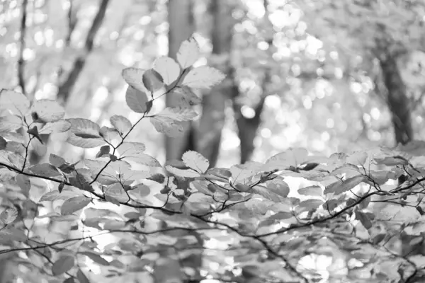 Желтые Осенние Листья Копировальным Местом Селективный Фокус Желтых Осенних Листьев — стоковое фото