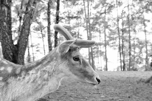 Wild Roe Deer Roebuck Male Buck Natural Background — Stock Photo, Image