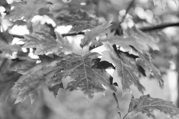 oak autumn leaves on branch. macro of oak autumn leaves. autumn season with oak leaves.