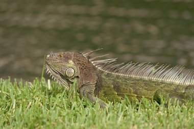 İguana kertenkelesinin fotoğrafı, yakın plan. İguana kertenkele sürüngeni. Vahşi hayatta iguana kertenkelesi. İguana kertenkelesi..