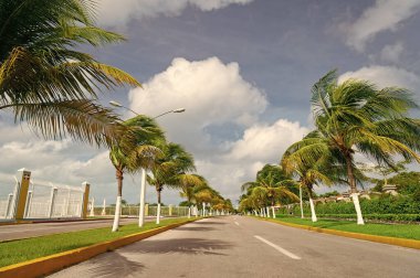 Palmiye ağaçlarıyla dolu bir yol. Palmiye bitkileriyle dolu bir yol. Rüzgarlı havada palmiyeli yol. Yazın palmiyeli yol fotoğrafı..
