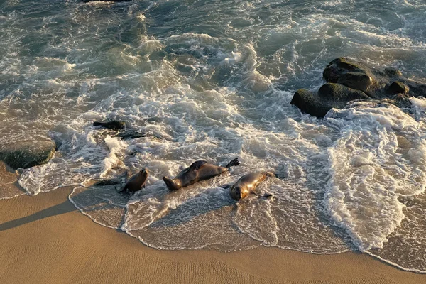 photo of sea lion wild animal fauna. sea lion wild animal outdoor. sea lion wild animal at ocean waves. california sea lion wild animal in nature.