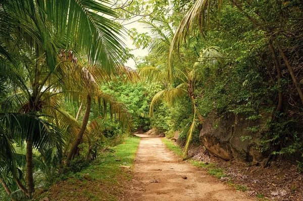 tropical jungle nature vegetation with path way. green forest of tropical jungle nature. photo of tropical jungle nature landscape. tropical jungle nature.