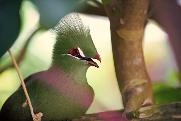 exotic tauraco bird with beak in wildlife. exotic tauraco bird with green feather. exotic tauraco bird outdoor. photo of exotic tauraco bird in nature.