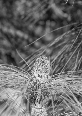 Pine cone and evergreen pinetree needles natural background.