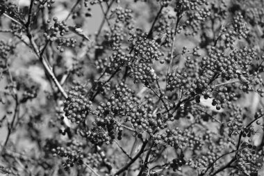 Red Autumn Rowanberry şubesi. Kasım Red Autumn Rowanberry. Kırmızı Rowanberry ile sonbahar sezonu.