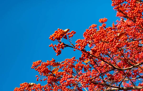Red Fall Rowanberry Branch Autumnal Red Fall Rowanberry Fall Season — Stock Photo, Image
