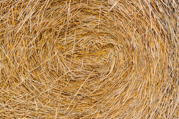 Hay texture. Hay bale is stacked in large stack. rural autumn with hay. straw summer background. haystack straw prepared for farm. Stack dry hay. Rural haystack.