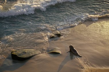 Deniz aslanı vahşi hayvan görüntüsü. Deniz aslanı vahşi bir hayvan. Okyanusta vahşi bir deniz aslanı. Kaliforniya deniz aslanı doğadaki vahşi hayvan.