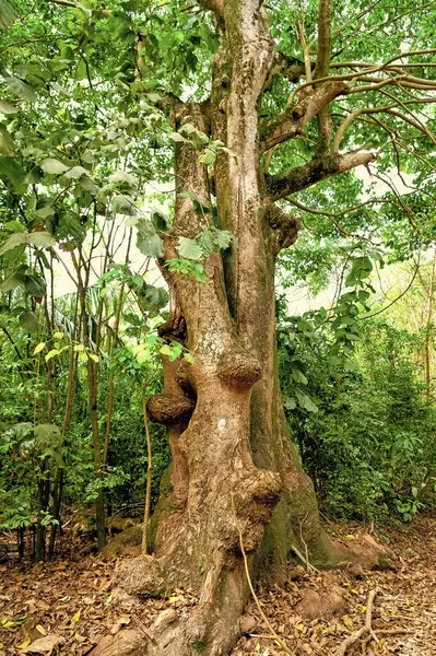 Tropiskt Träd Regnskogs Vegetation Natur Grön Skog Tropisk Regnskog Vegetation — Stockfoto