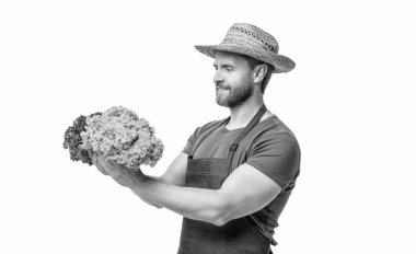 gardener in apron and hat with harvested lettuce vegetable isolated on white.