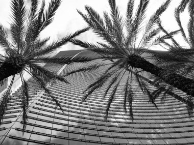 photo of skyscraper building exterior and palm trees. skyscraper building architecture. skyscraper building of glass. skyscraper building with palm tree.