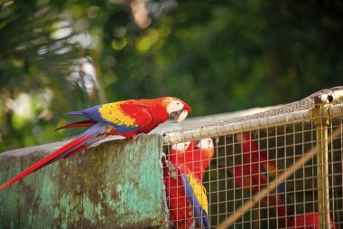 Hayvanat bahçesinde papağan resmi. Papağan papağan kuşu. Papağan papağanı. Papağan papağanı dışarıda..