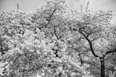 Sakura çiçeğinin resmi. Baharda sakura çiçeği. Sakura çiçeği doğası. Baharda kiraz çiçeği açar..