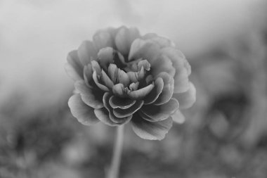 Ranunculus çiçeği doğa bitkisi. Ranunculus çiçeği doğası turuncu renk. Makrodaki ranunculus çiçeği doğası. Ranunculus çiçeği doğa arka planı.