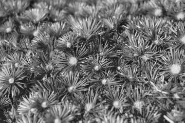 fevkalade eflatun arka plan parlak renk. Eflatun çiçek arkaplanının fotoğrafı. Eflatun çiçek arkaplanı. mor çiçek arkaplanı.