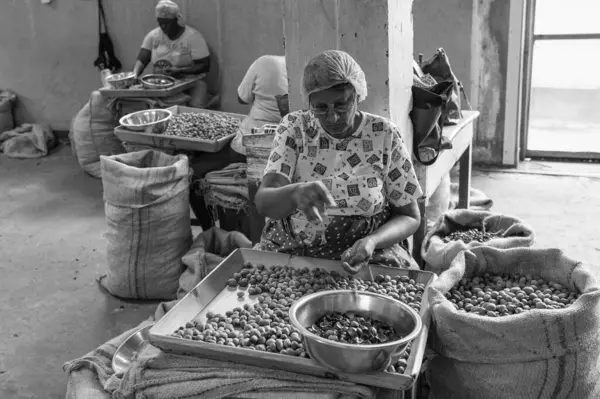 St. George, Grenada - 27 Kasım 2015: Kadınlarla fındık üretim çiftliği.