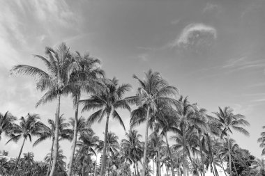 Tropik yaz palmiyesi resmi. Tropik yaz palmiyesi ağacı. Gökyüzünde tropik bir yaz palmiyesi. Tropik yaz palmiyesi açık havada.