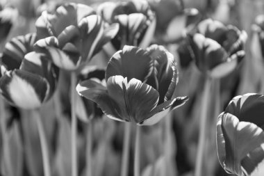 Doğadaki parlak lale çiçeği. Yaz doğasında lale çiçeği. Lale doğa çiçeğinin fotoğrafı. Bahar doğasında lale çiçeği.