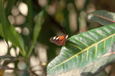 Yaprak kaplamalı kelebek böceği. Uçan kelebek makro fotoğrafçılığı. Kanatlı kelebek fotoğrafı. Doğada kelebek.