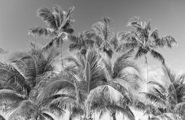 Yaz tatilinde yemyeşil tropik palmiye. Yazın tropikal palmiye fotoğrafı. Yazın tropik palmiye. Yaz doğasında tropikal palmiye.